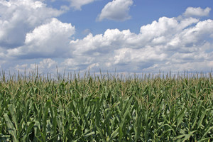 Corn Field